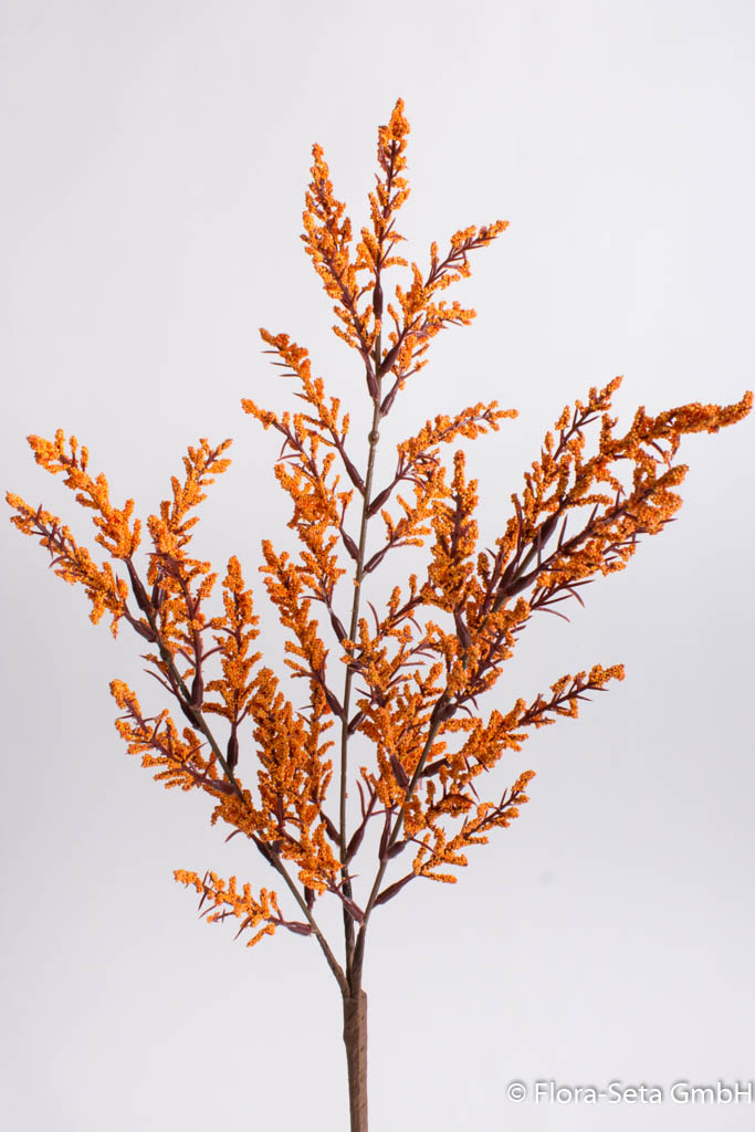 Herbst-Astilbe Farbe: orange