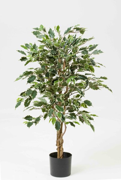 Ficus Naturalis Farbe:grün-creme