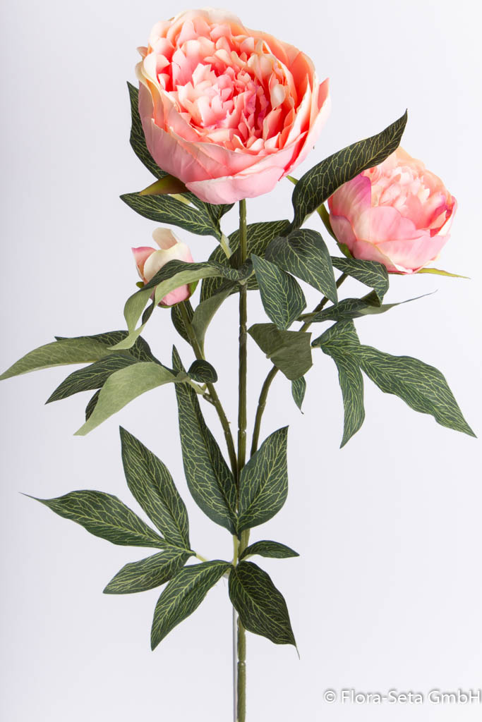 Pfingstrose mit 2 Blüten und 1 Knospe Farbe: peach