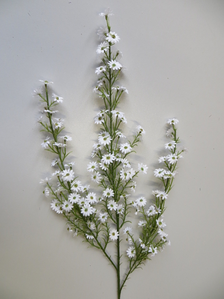 Septemberkrautzweig mit kleinen Blüten Farbe:weiß