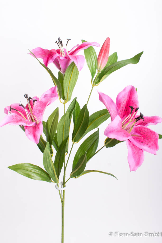 Lilie mit 3 Blüten, 1 Knospe und Blättern, Farbe: beauty
