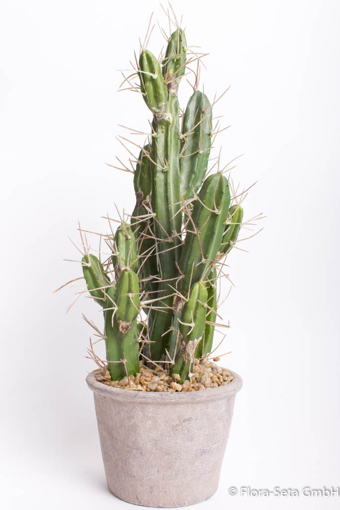 Kaktus im grau-braunen Kunststofftopf