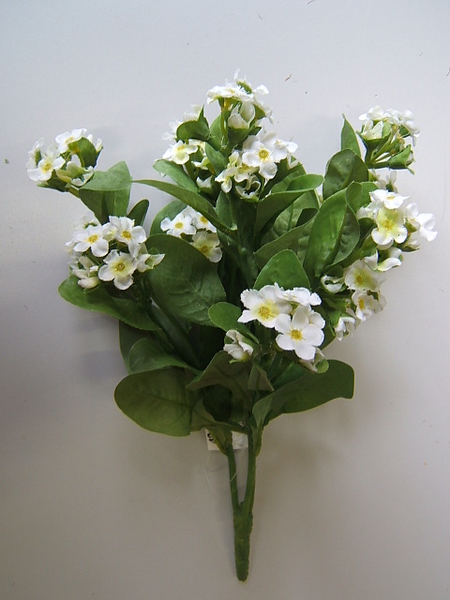 Vergißmeinnichtbusch Farbe:weiß-creme, Blütenmitte teilweise hellgrün