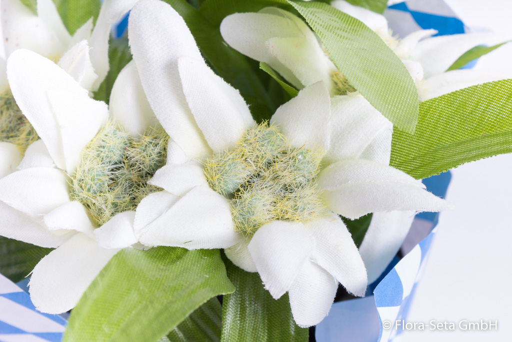 Edelweiß mit 5 Blüten im Kunststofftopf mit blau-weißem Papier ummantelt