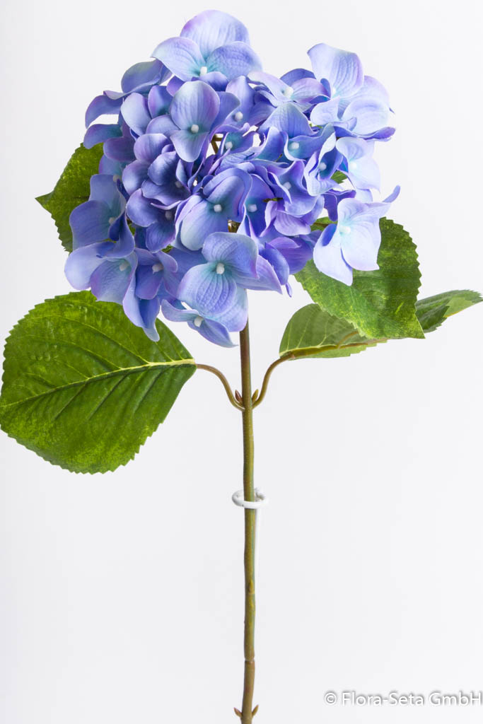 Hortensie mit 6 Blättern Farbe: blau