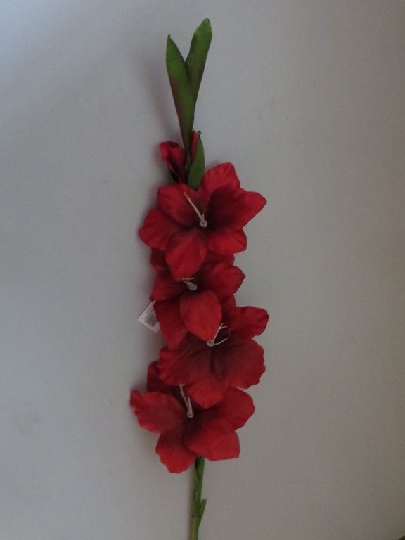 Gladiole mit 4 Blüten und 1 Knospe Farbe: rot