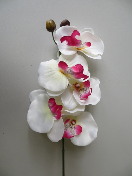 Orchidee mit 5 Blüten und 2 Knospen Farbe: weiß-creme mit pink-roter Mitte