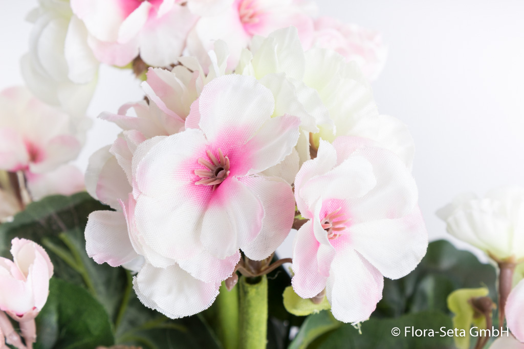 Geranienbusch mit 6 Stielen und 6 Blütenköpfen in braunem Kunststofftopf Farbe:weiß-pink