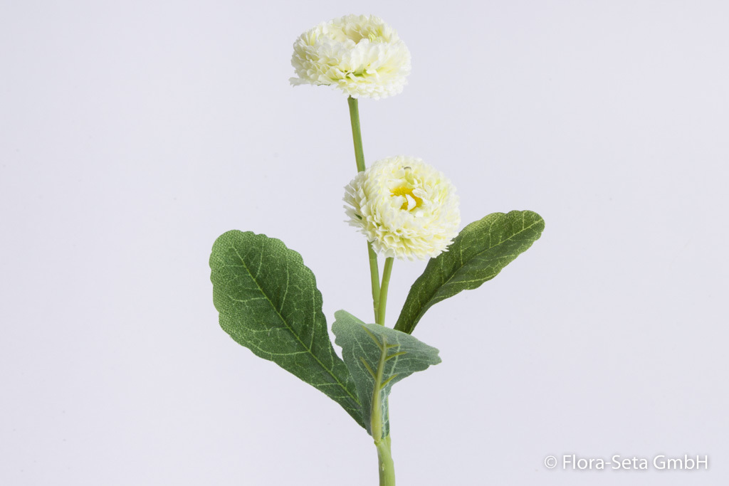 Bellis mit 2 Blüten und 3 Blättern Farbe: creme