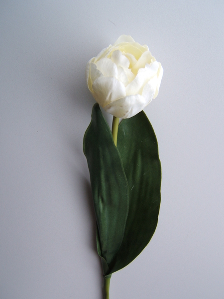 Tulpe gefüllt mit 2 Blättern Farbe: creme-weiß