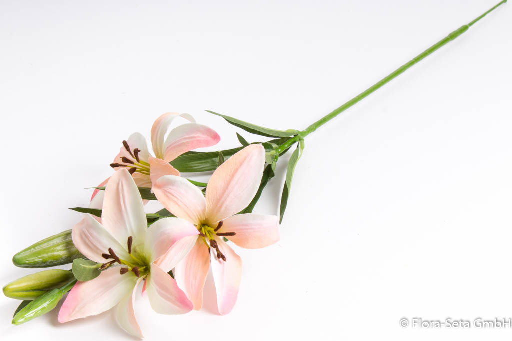Lilie mit 3 Blüten und 3 Knospen, Farbe: creme-rosa