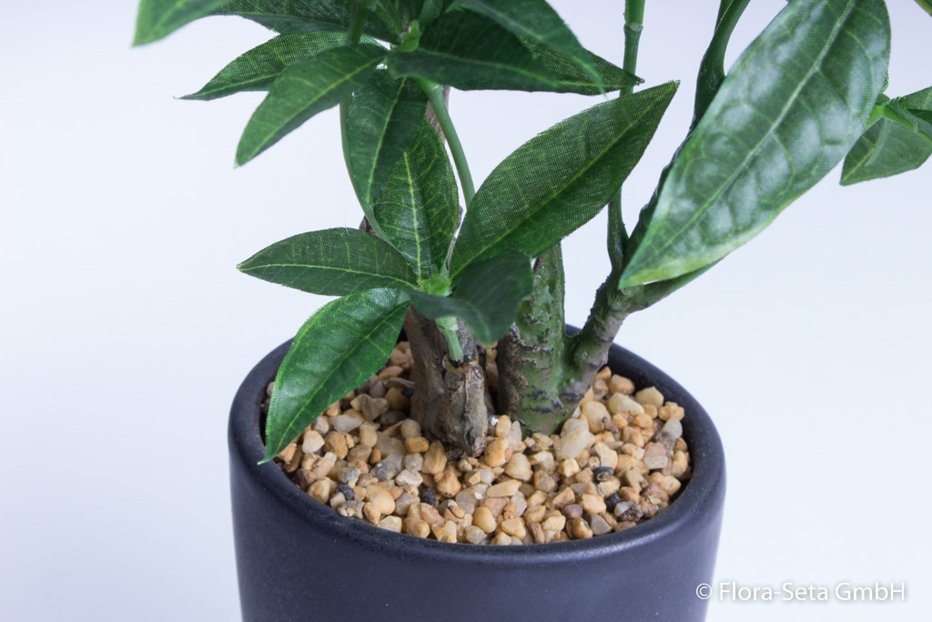 Pachira-Pflanze in elegantem dunkelgrauen Keramiktopf