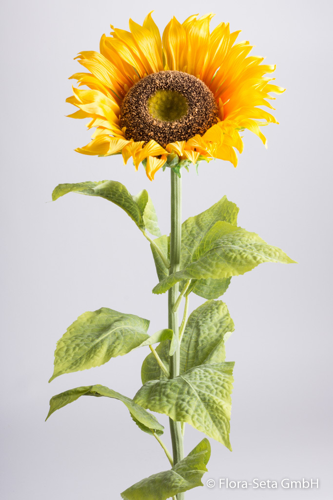 Sonnenblume Gigant mit 8 Blättern Farbe:gelb