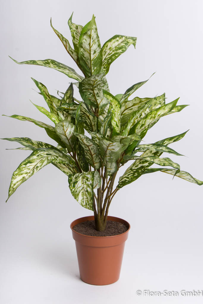 Aglaonema-Pflanze im braunen Kunststofftopf, Höhe ca. 60 cm