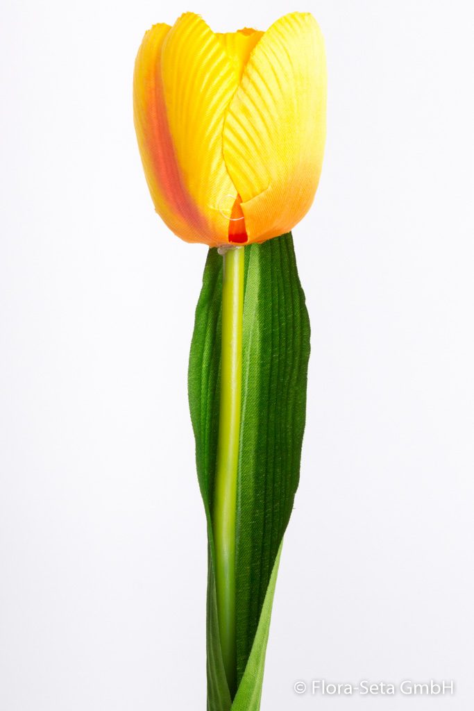 Tulpe offen mit einem Blatt Farbe: gelb