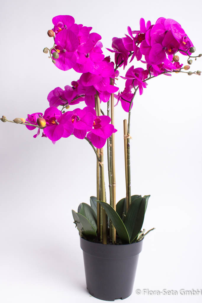 Orchidee Bora im schwarzen Kunststofftopf mit 5 Rispen, Höhe ca. 60 cm Farbe: fuchsia