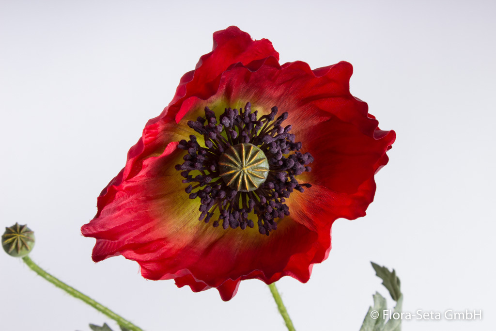 Mohnblume mit 1 Blüte und 1 Knospe Farbe: rot-dunkelrot
