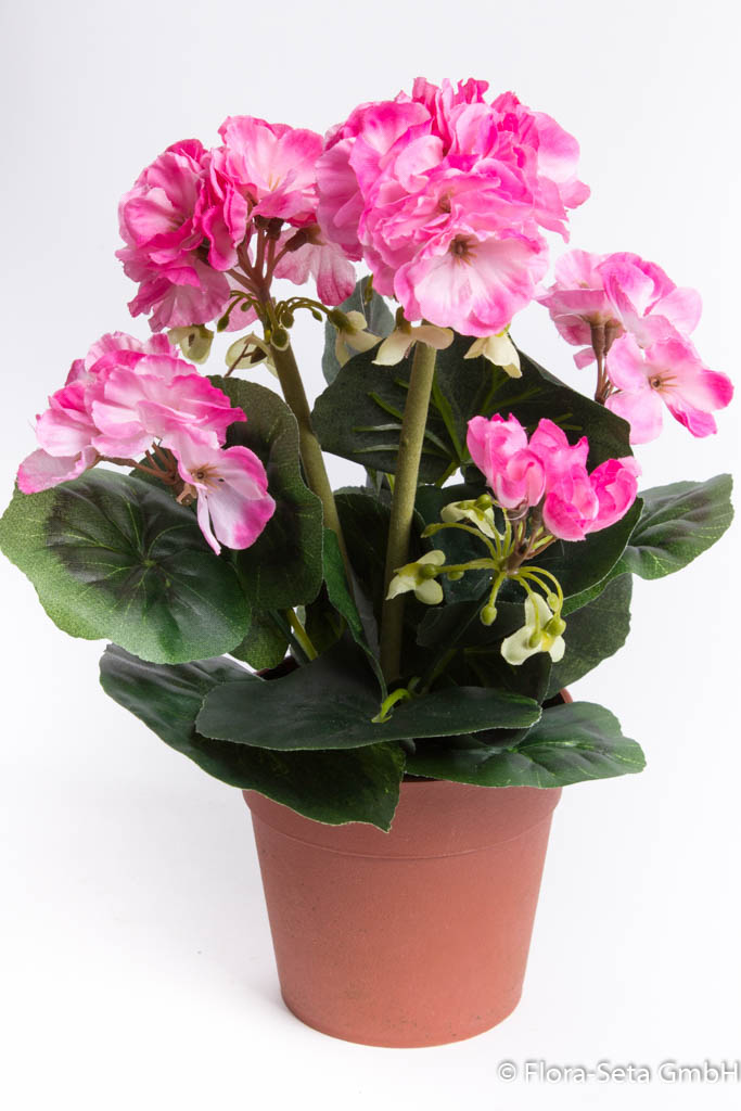 Geranienbusch mit 6 Stielen und 6 Blütenköpfen in braunem Kunststofftopf Farbe: pink
