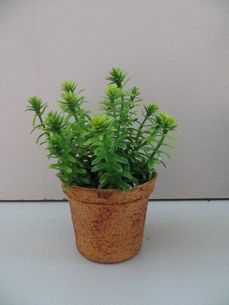 Mini Pflanzen Sortiment(1Einheit=4Stück sortiert) in terrakottafarbenem-hellbraunem Kunststofftopf