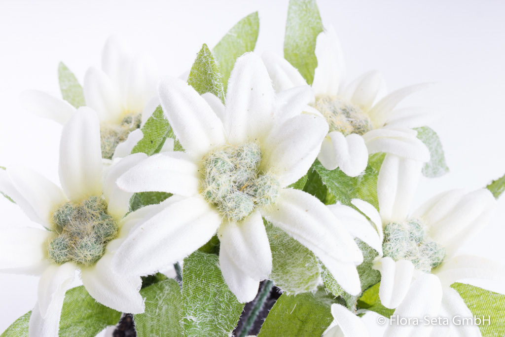 Edelweiß mit 7 Blüten in weißem Tontopf Farbe:creme-weiß