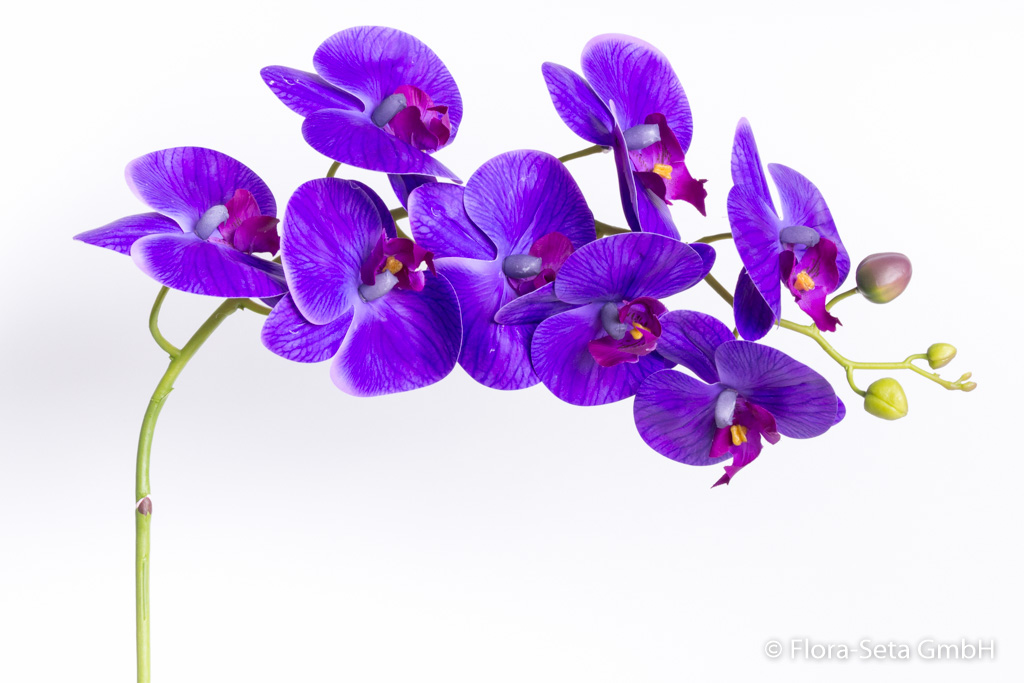 Orchidee Phalaenopsis groß mit 8 Blüten "real touch" Farbe: lila