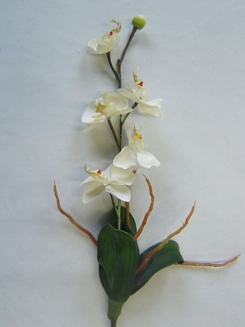 Orchidee mit 5 Blüten, 1 Knospe, 5 Blättern und Luftwurzeln Farbe:creme