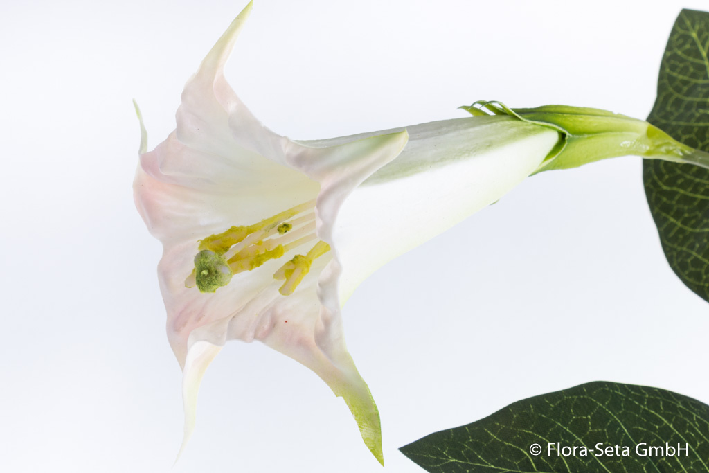 Datura (Trompetenblume) mit 2 Blüten und 5 Blättern