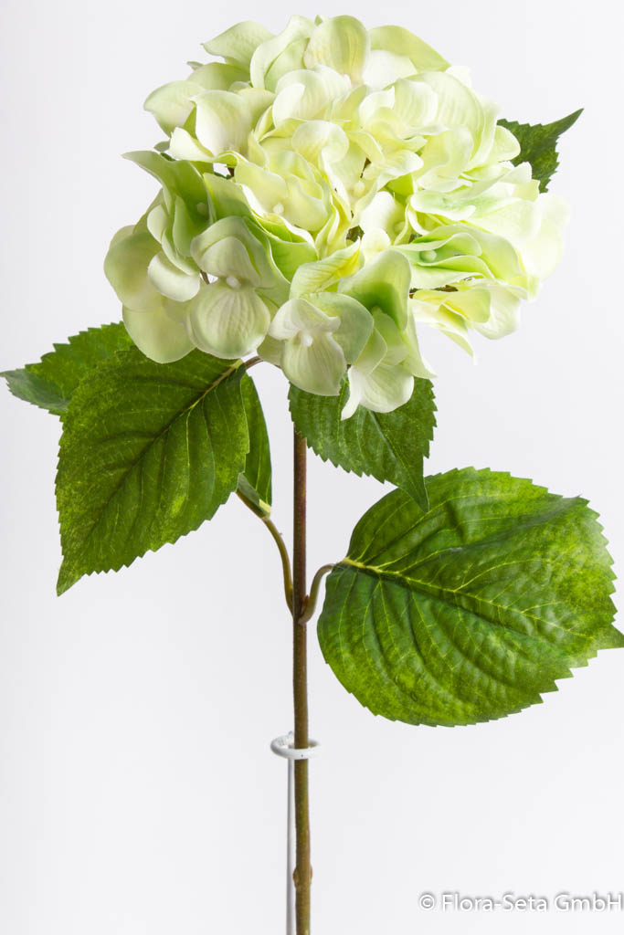 Hortensie mit 6 Blättern Farbe: grün-creme