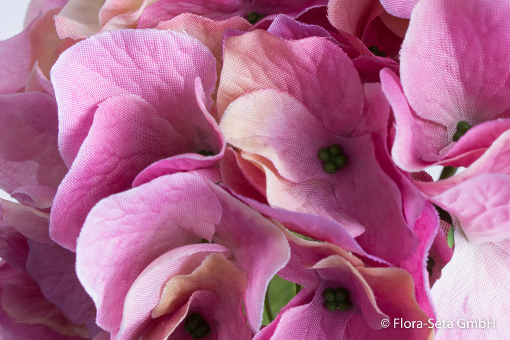 Hortensie Natura mit 2 Blättern Farbe: rosa