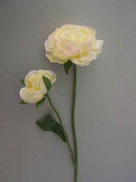 Ranunkel mit 2 Blüten und 1 Blatt Farbe:creme