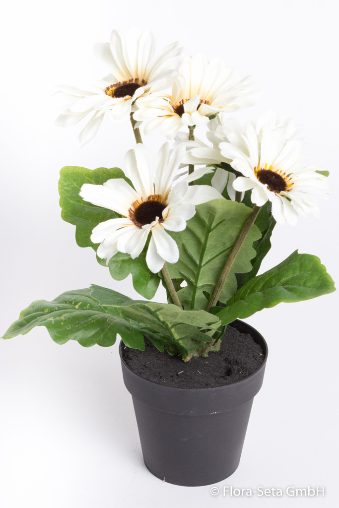 Gerbera mit 5 Blüten im schwarzen Kunststofftopf Farbe: creme