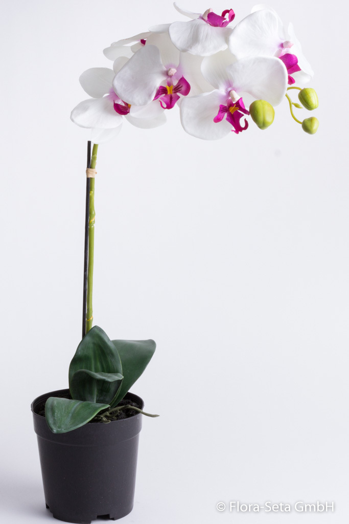 Orchidee Phalaenopsis mit 6 Blüten und 3 Knospen im schwarzen Kunststofftopf Farbe: weiß-pink