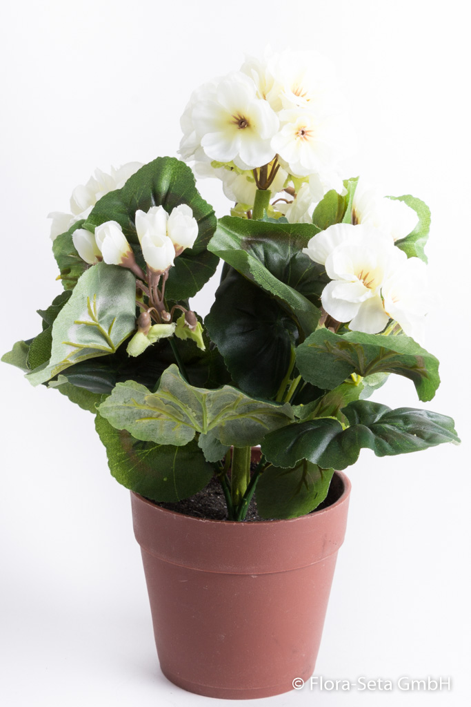 Geranienbusch mit 6 Stielen und 6 Blütenköpfen in braunem Kunststofftopf Farbe:weiß