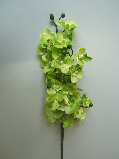 Orchidee Phalaenopsis mit kleinen Blüten Farbe:grün