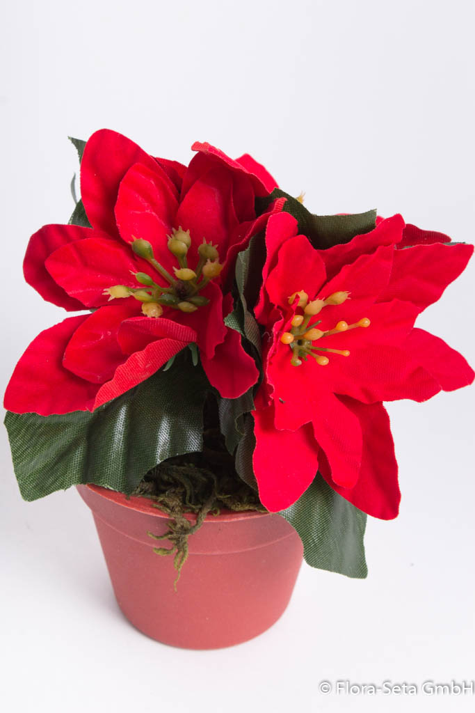 Mini-Poinsettie mit 3 Blüten im braunen Kunststofftopf Farbe: rot 