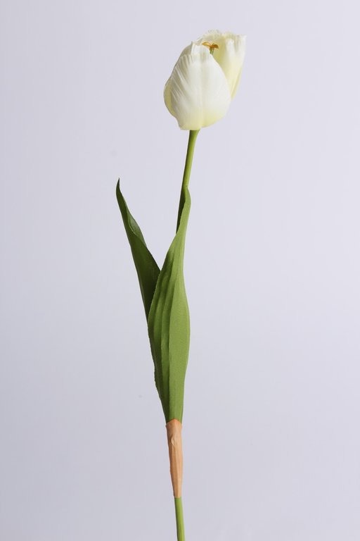 Tulpe mit 2 Blättern Farbe: creme