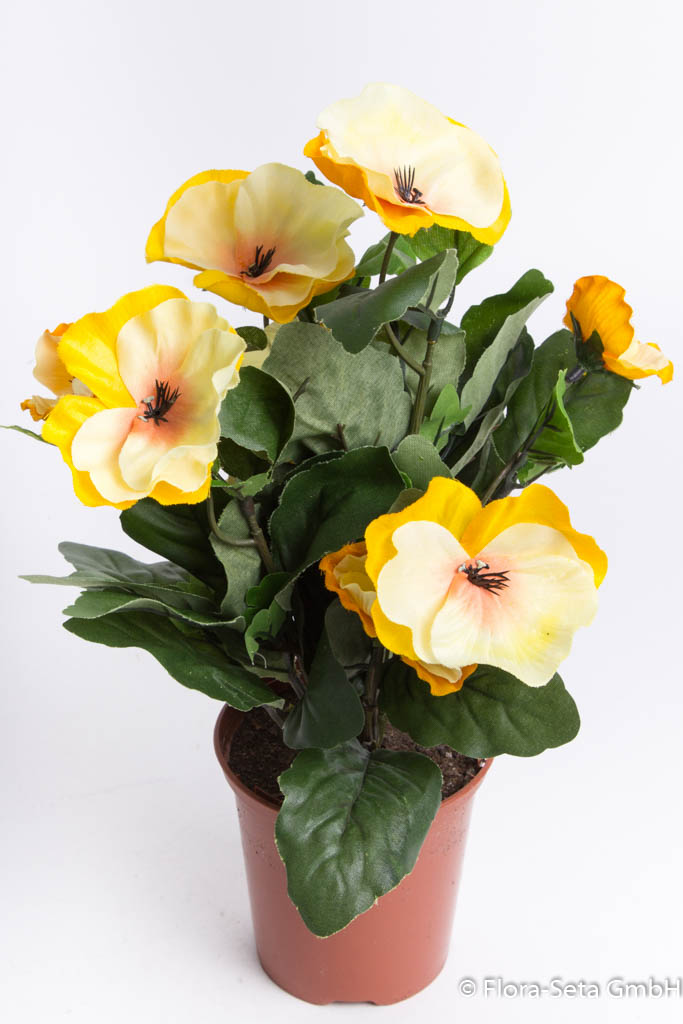 Stiefmütterchenbusch mit verschiedengroßen Blüten im braunen Kunststofftopftopf Farbe: creme-gelb