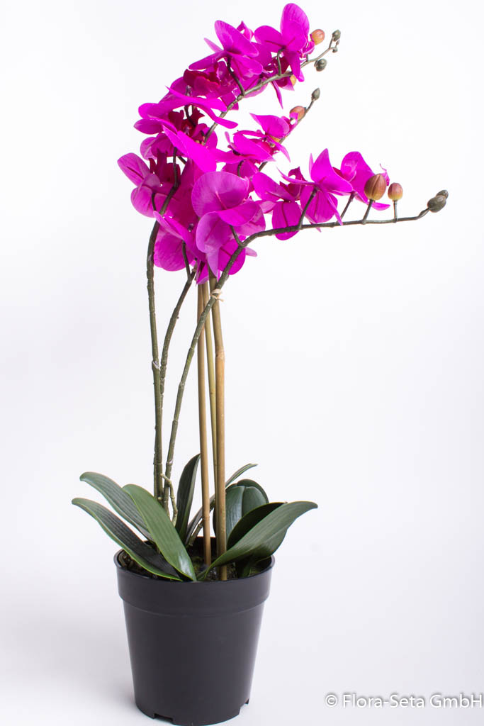 Orchidee Bora im schwarzen Kunststofftopf mit 3 Rispen, Höhe ca. 60 cm Farbe: fuchsia