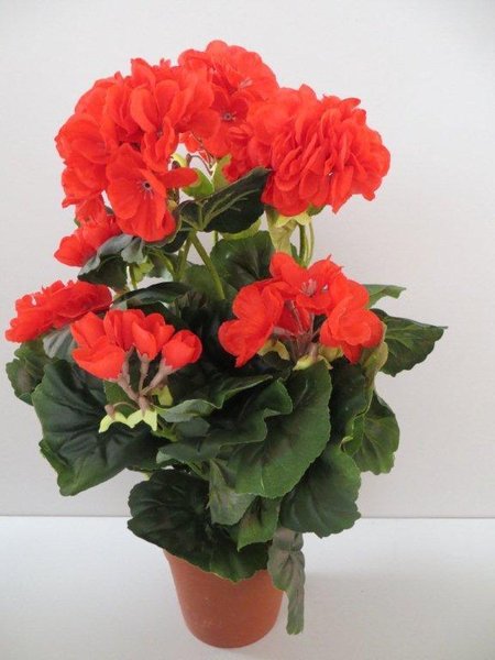 Geranienbusch mit 9 Stielen und 7 Blütenköpfen in braunem Kunststofftopf Farbe:rot