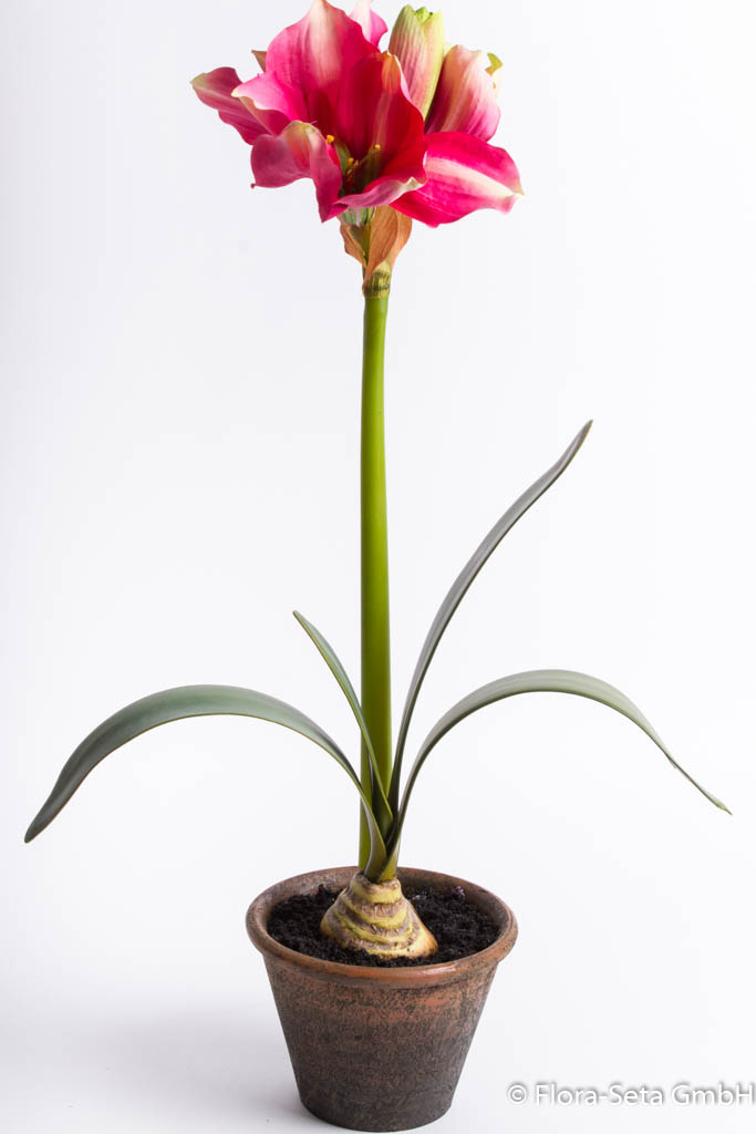 Amaryllis im braunen Kunststofftopf Farbe: beauty