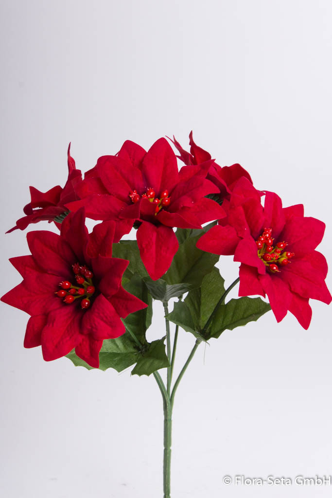 Poinsettienbusch mit 5 Blüten, samtig Farbe: rot 