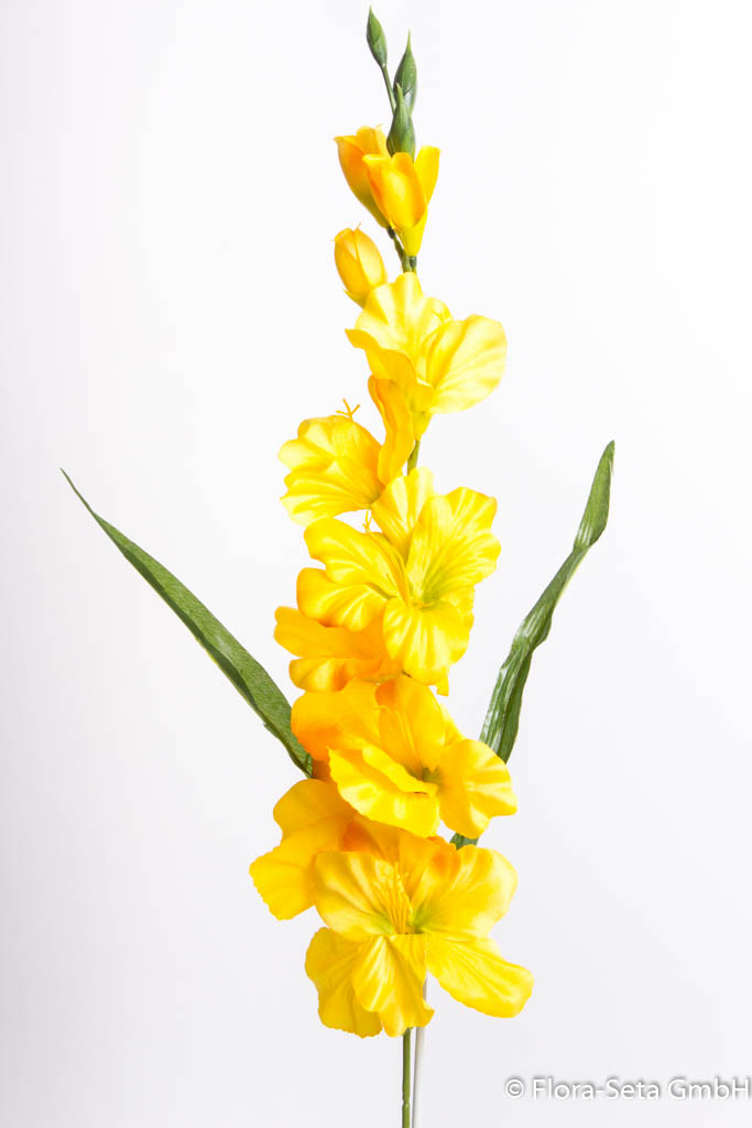 Gladiole mit 7 Blüten und 3 Knospen Farbe: gelb