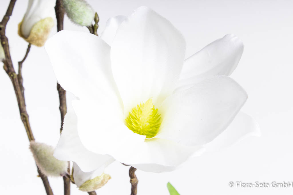 Magnolienzweig mit 3 Blüten und 3 Knospen Farbe: creme-weiß