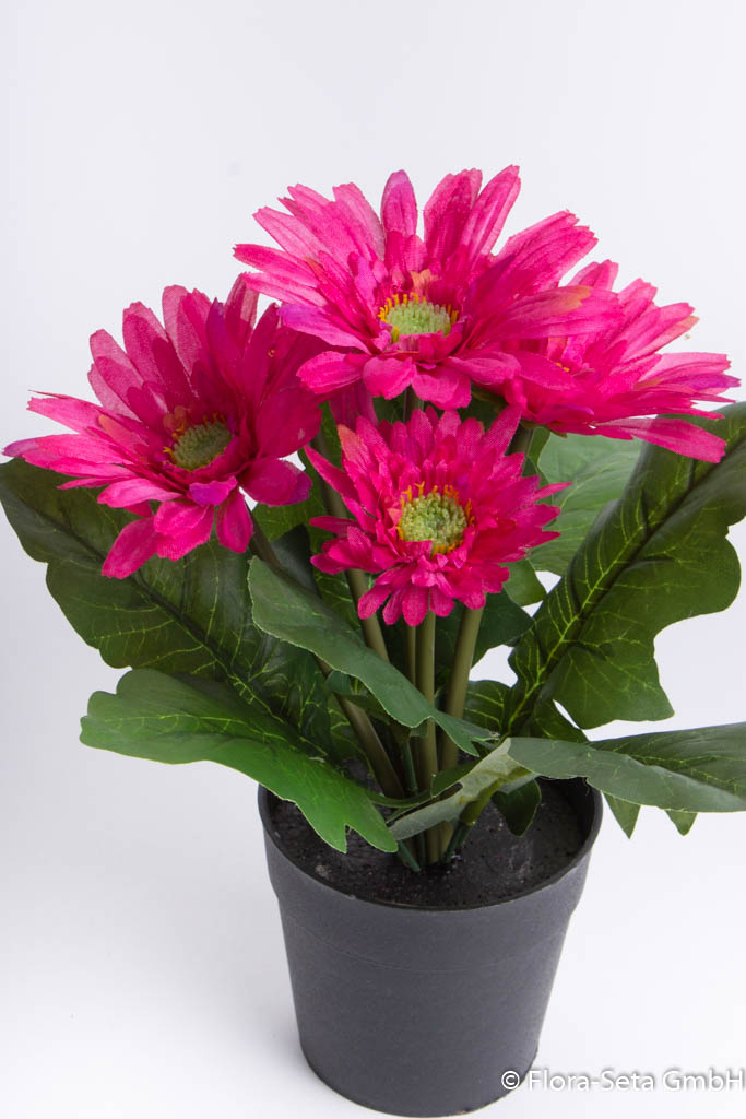 Gerbera mit 5 Blüten im Kunststofftopf Farbe: beauty