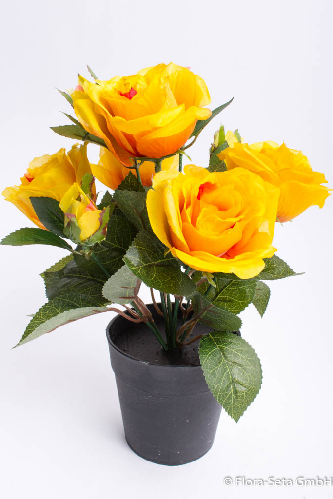 Rosenbusch mit 5 Rosen und 4 Knospen im schwarzen Kunststofftopf Farbe: gelb