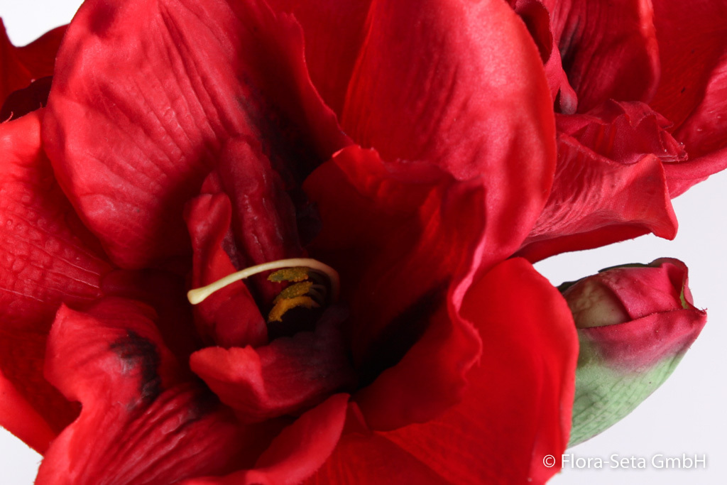 Amaryllis "real touch" mit 3 Blüten und 1 Knospe Farbe: rot