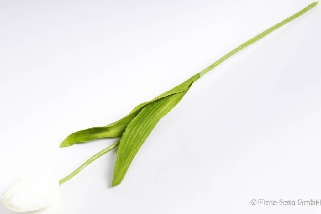 Tulpe mit 2 Blättern Farbe: creme-weiß
