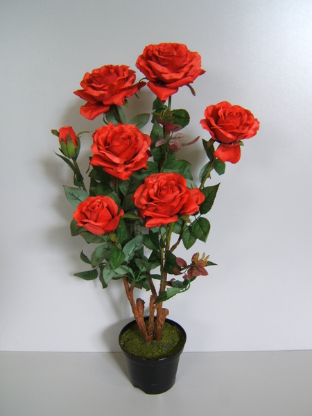 Rosenbusch "Kordana" im Kunststofftopf mit 6 Rosen u. 1 Knospe Farbe:rot