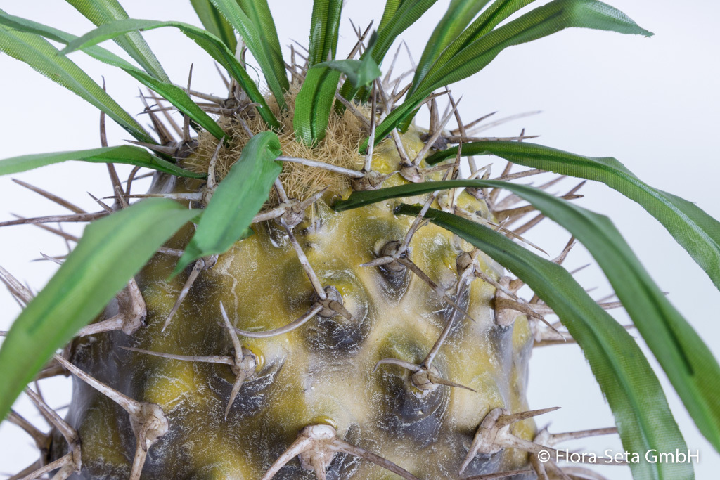 Kaktus in braunem Kunststofftopf