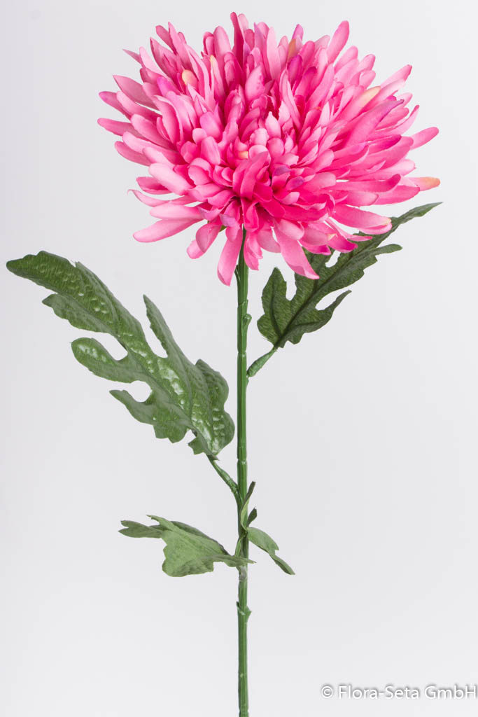 Chrysantheme,  Farbe: rosa